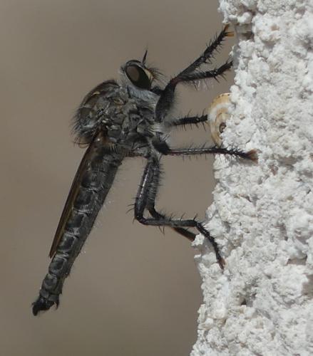 Réf. 262 814 : Machimus cyanopus